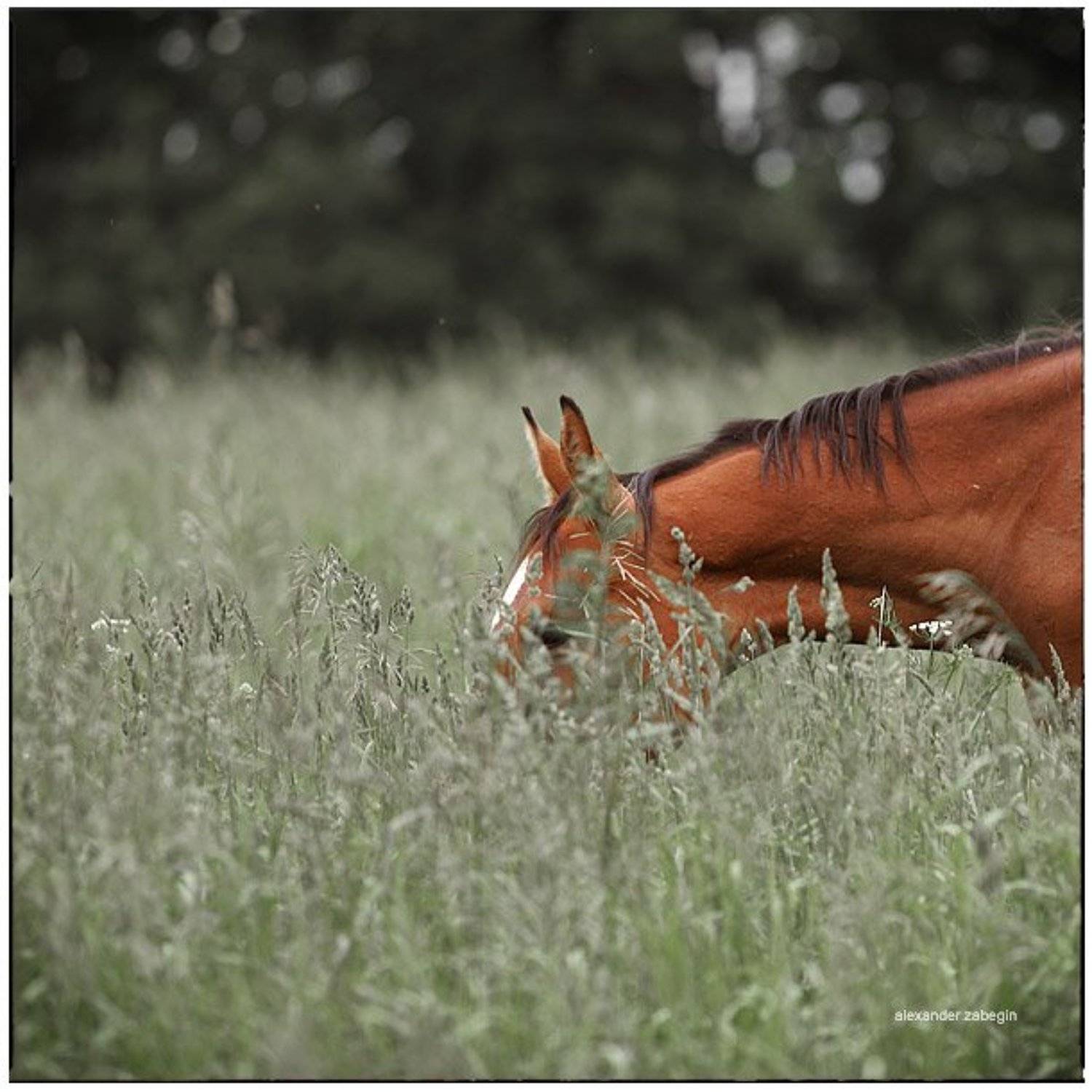лошадь, лошади, конь, horses, horse, equi, zabegin, Alexander Zabegin