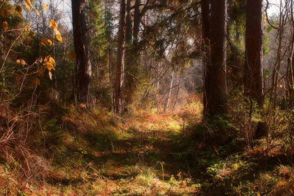 , Владимир Липецких