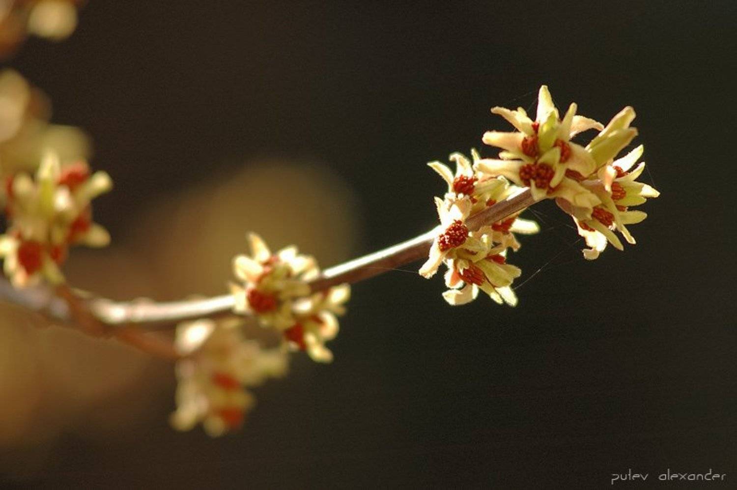 апрель,весна,почки,листочки,из окна, Александр Путев