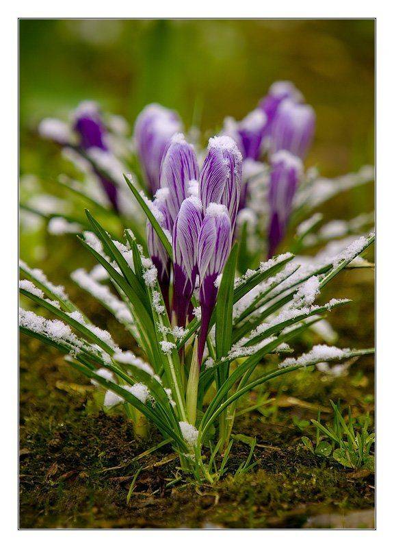 крокусы танец ручеек весна, Геннадий Романов