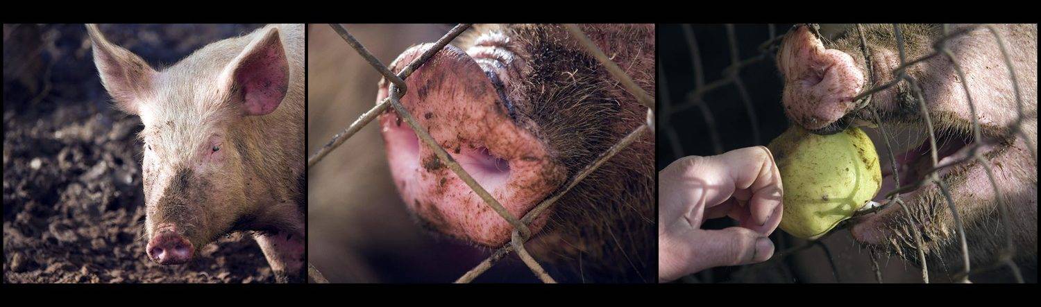 , Павел М. Цветков