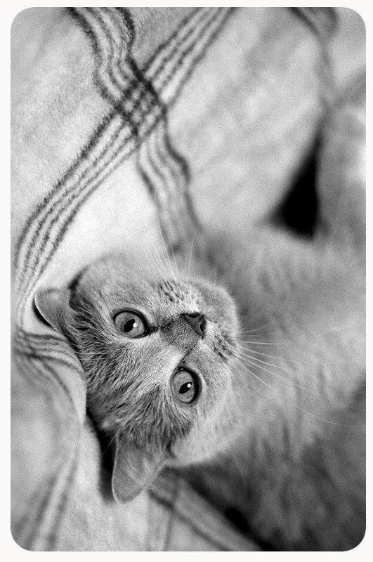 кошка, чб, пленка *** фото превью