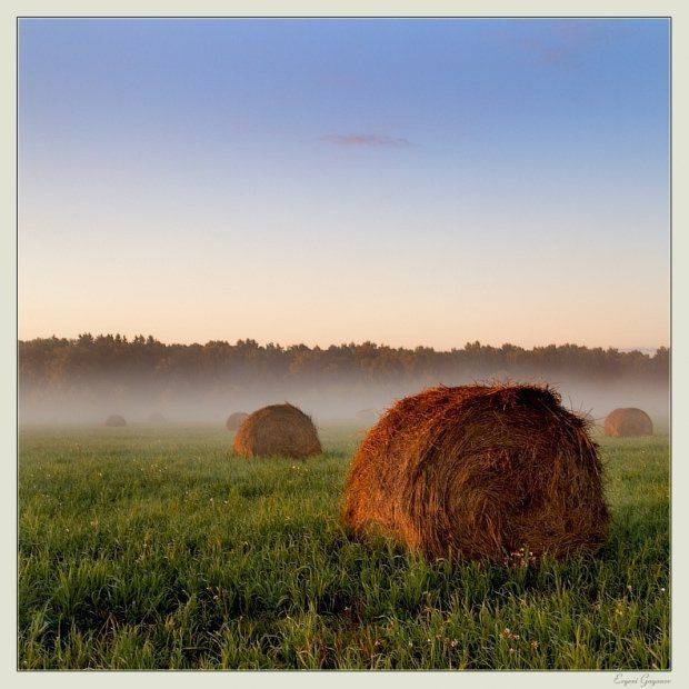 поле, стога, утро, туман, Евгений Гаганов