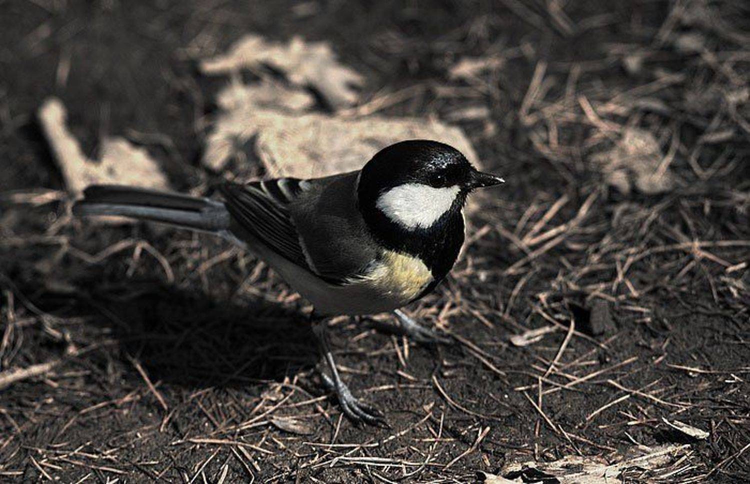 ботанический сад, Qi