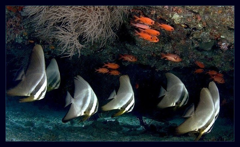 море, рыбы Подводная зарисовка фото превью