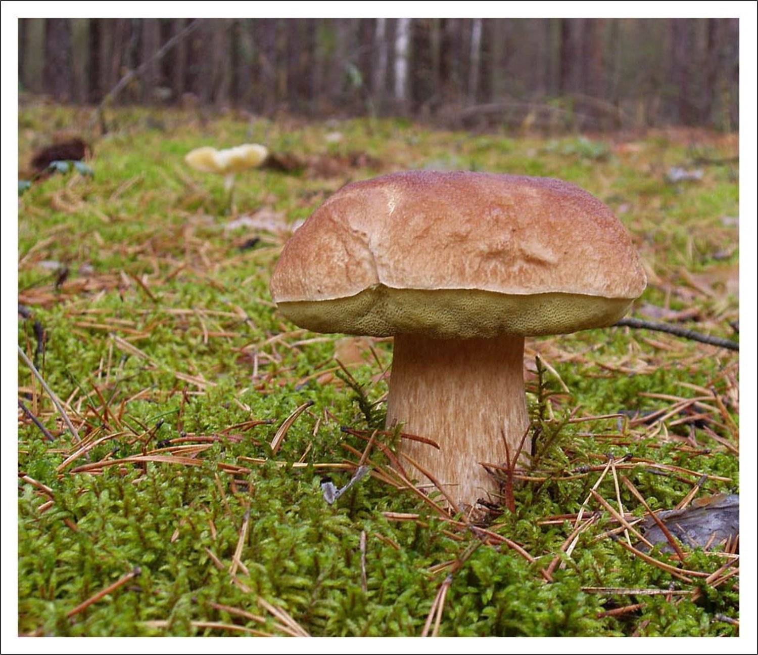 грибы, осень, И.И.