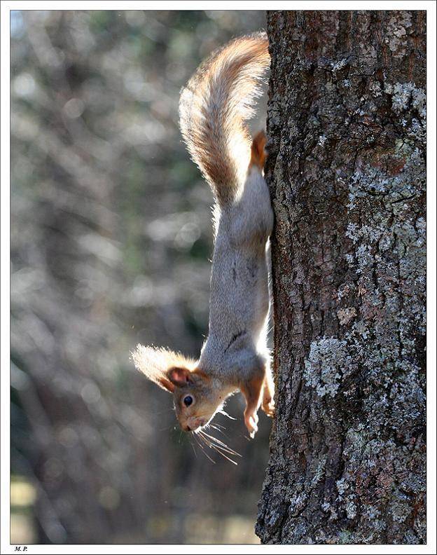 белка дерево солнце, Петрова Мария