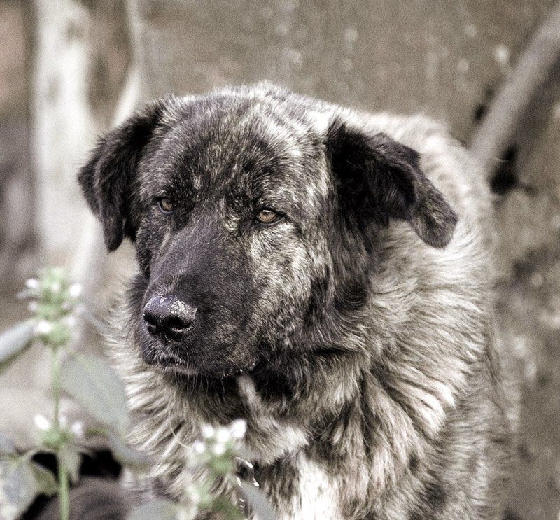 Грустная Марта фото превью