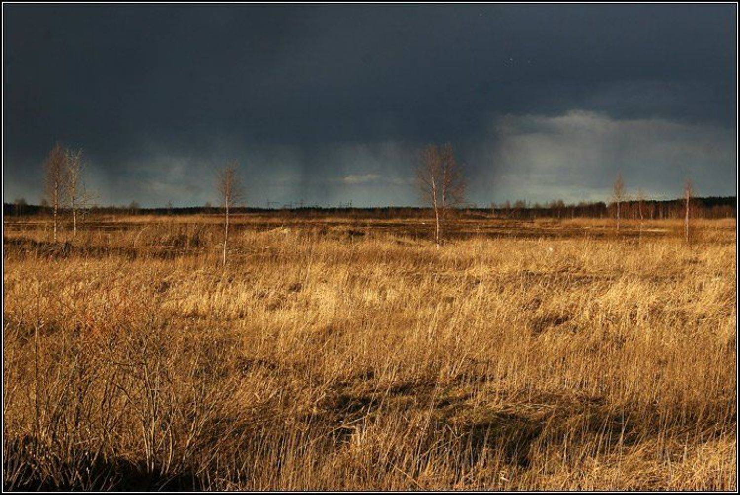 трава, весна, небо, туча, дождь, солнце, вечер, поле, дерево, dyadyavasya, Дмитрий Шамин