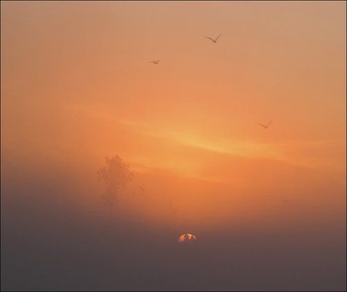 Квадратная рассветная картинка с туманом, солнцем, деревом и чайками