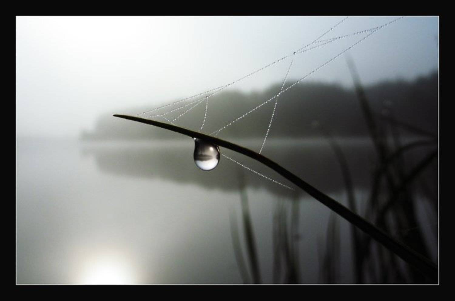 осеннее утро..., света ошметкова , капля, вода, Света Ошметкова