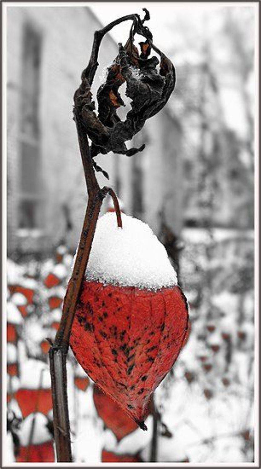 цветок, снег, VEB