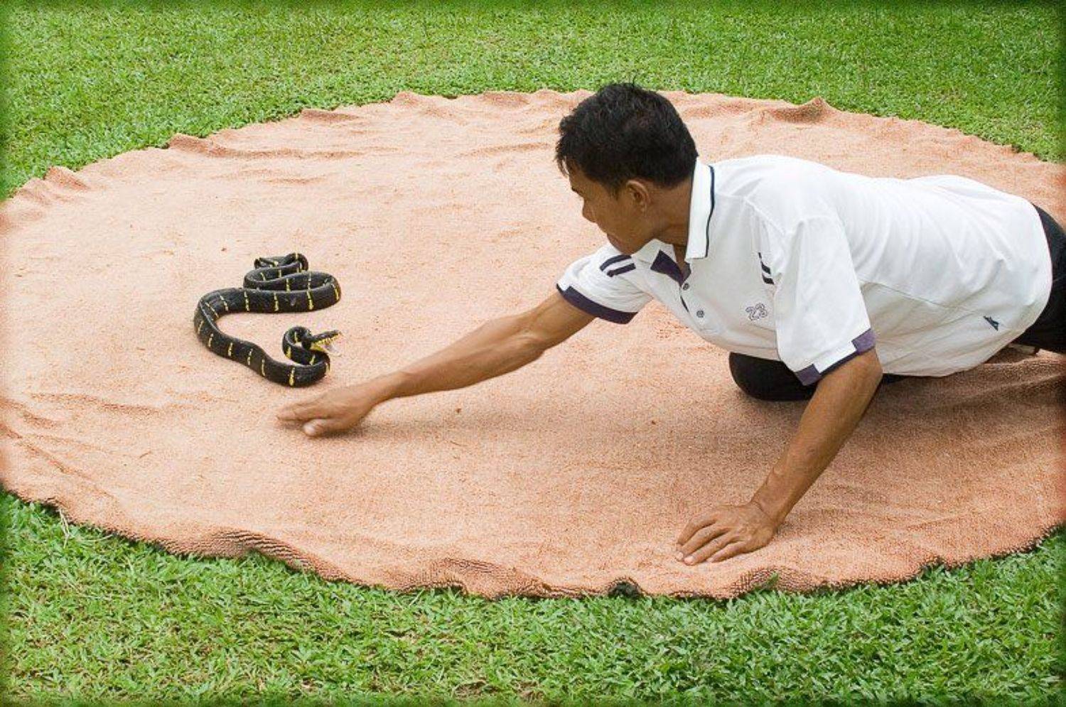 таиланд, змея, змееферма, Братаев Юра