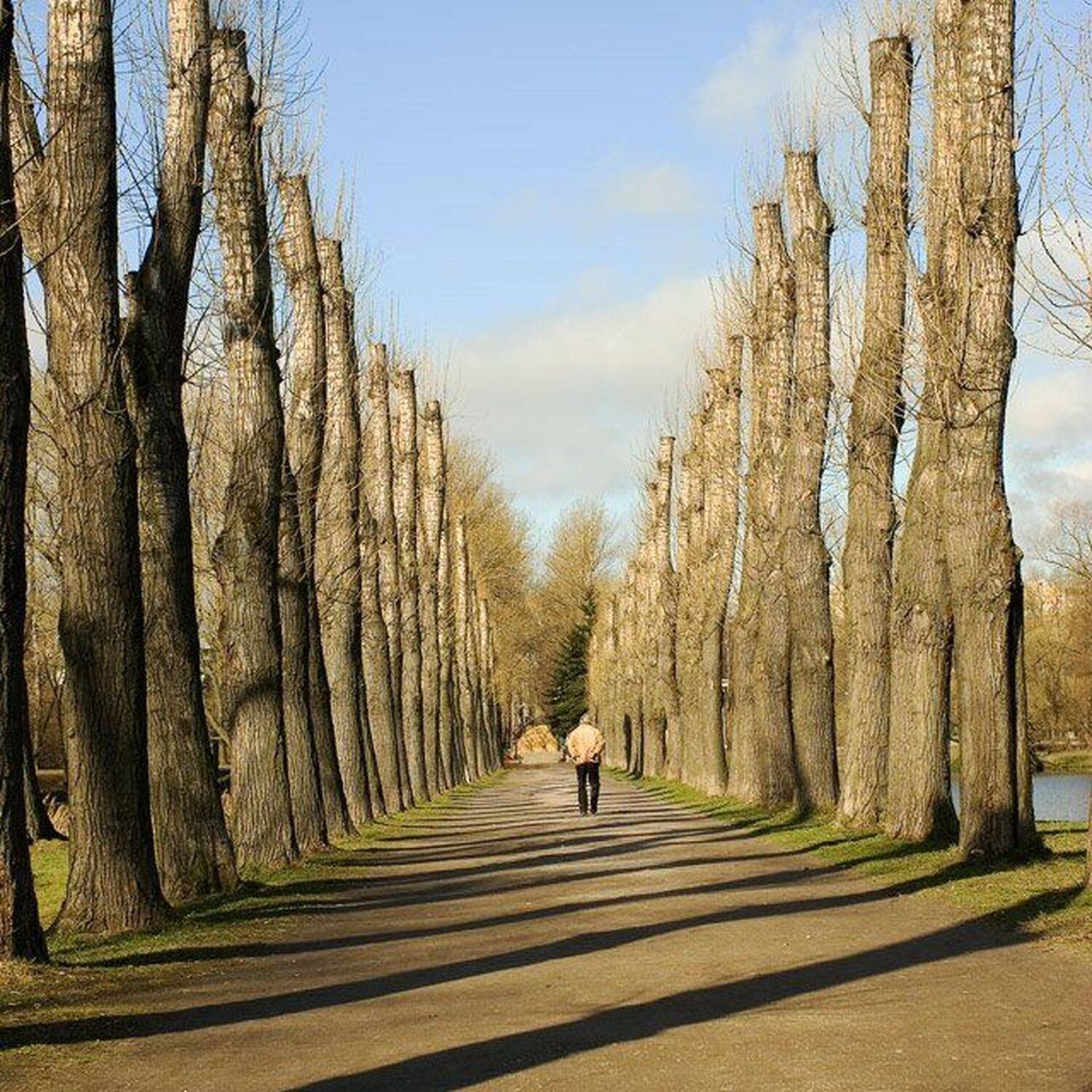 аллея, дерево, Сергей Евсеев