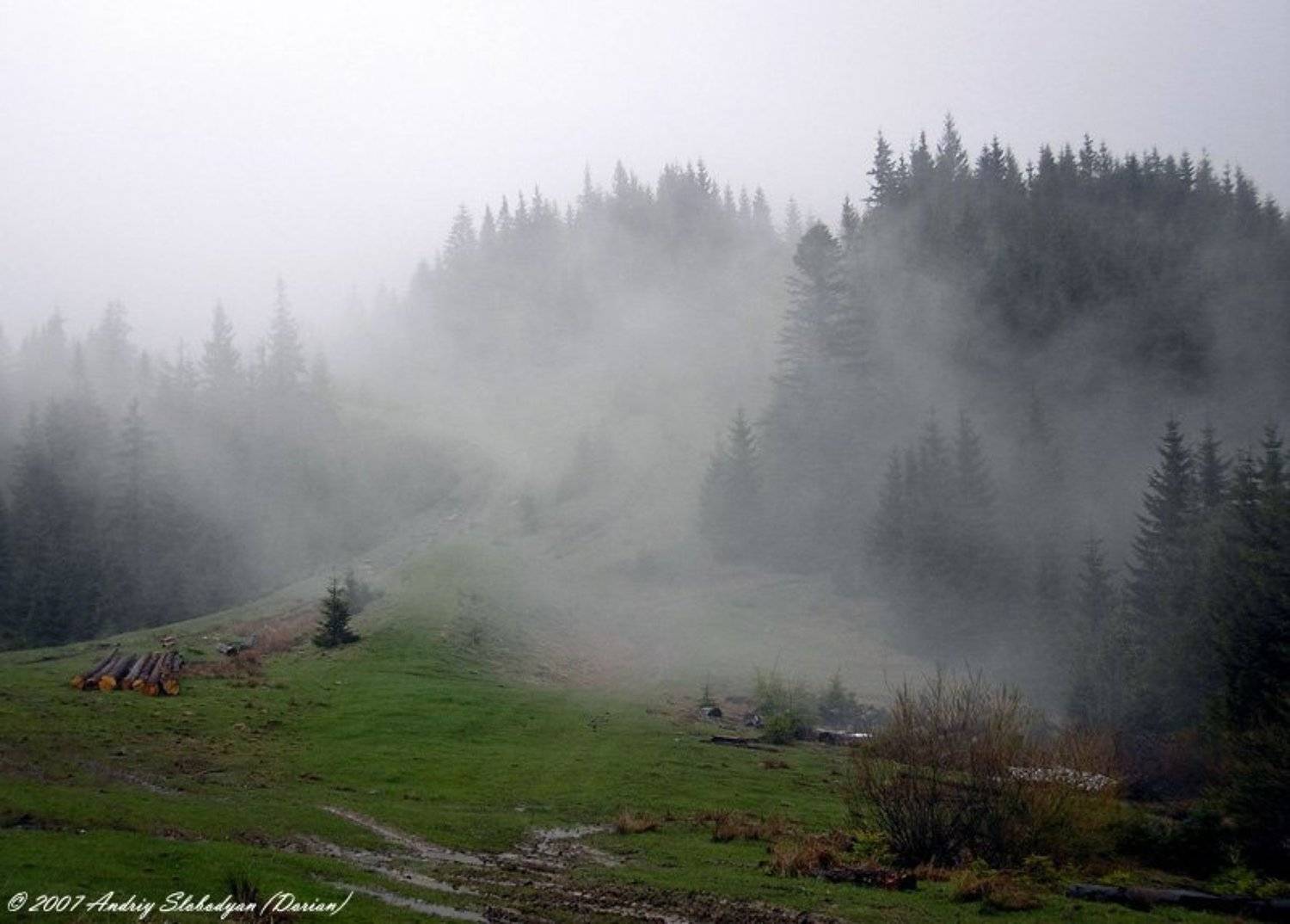горы, карпаты, лес, туман, украина, Андрій Слободян (Dorian)