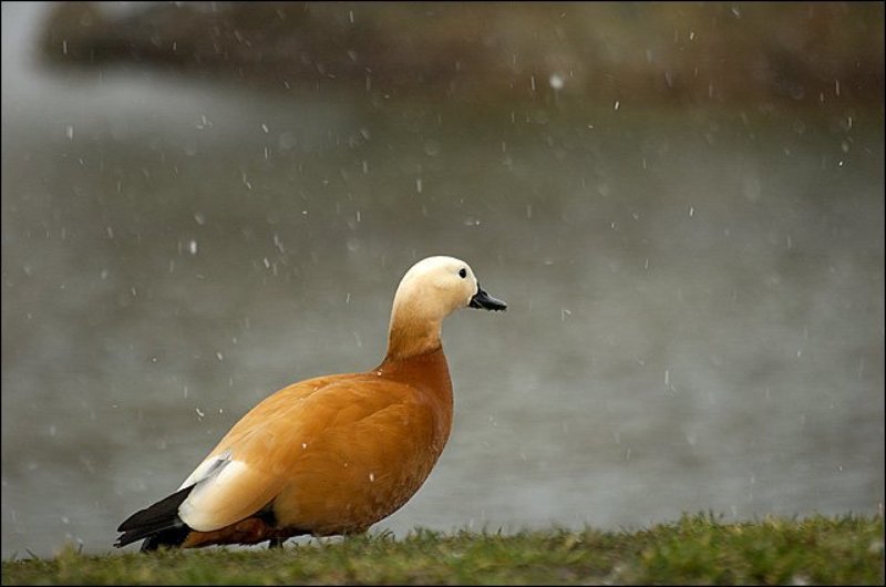 птицы, утки, снег Апрельский снег фото превью