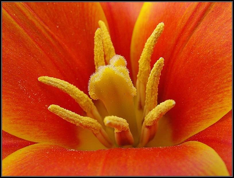 тюльпан цветок красный пестик тычинки пыльца макро, jouris