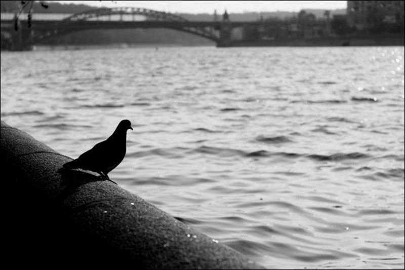 голубь, набережная Жду... фото превью