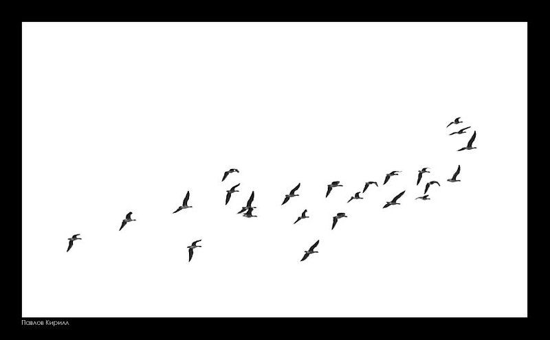 лебеди, дино Динолебедь фото превью