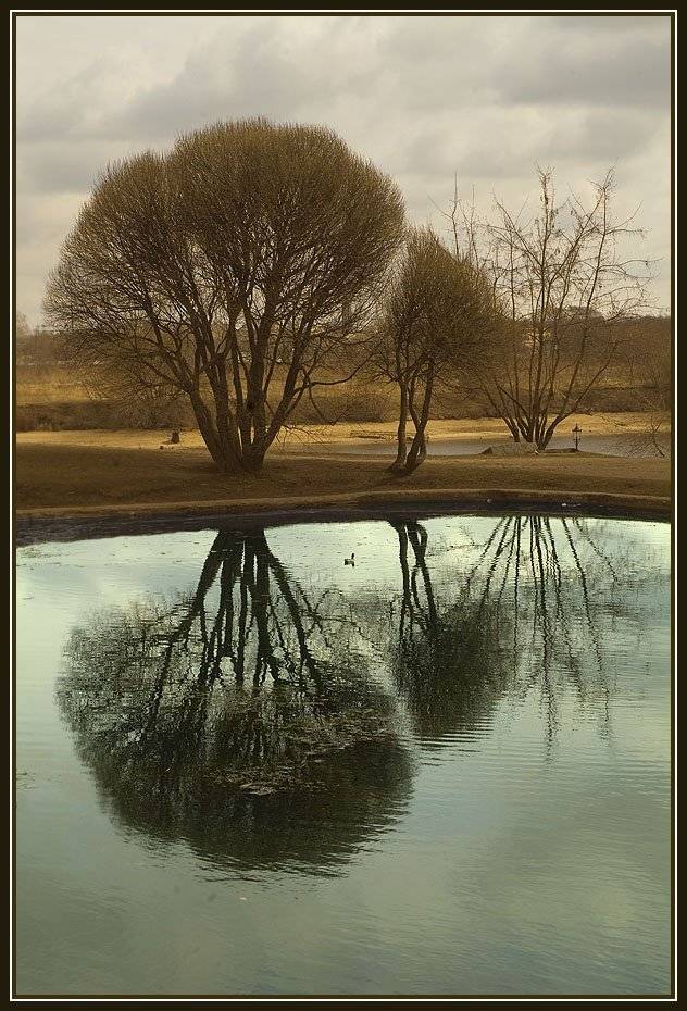 деревья , пруд , коломеское,, Алексей