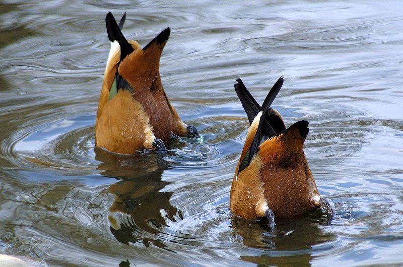 Шухер! Паппараци! фото превью