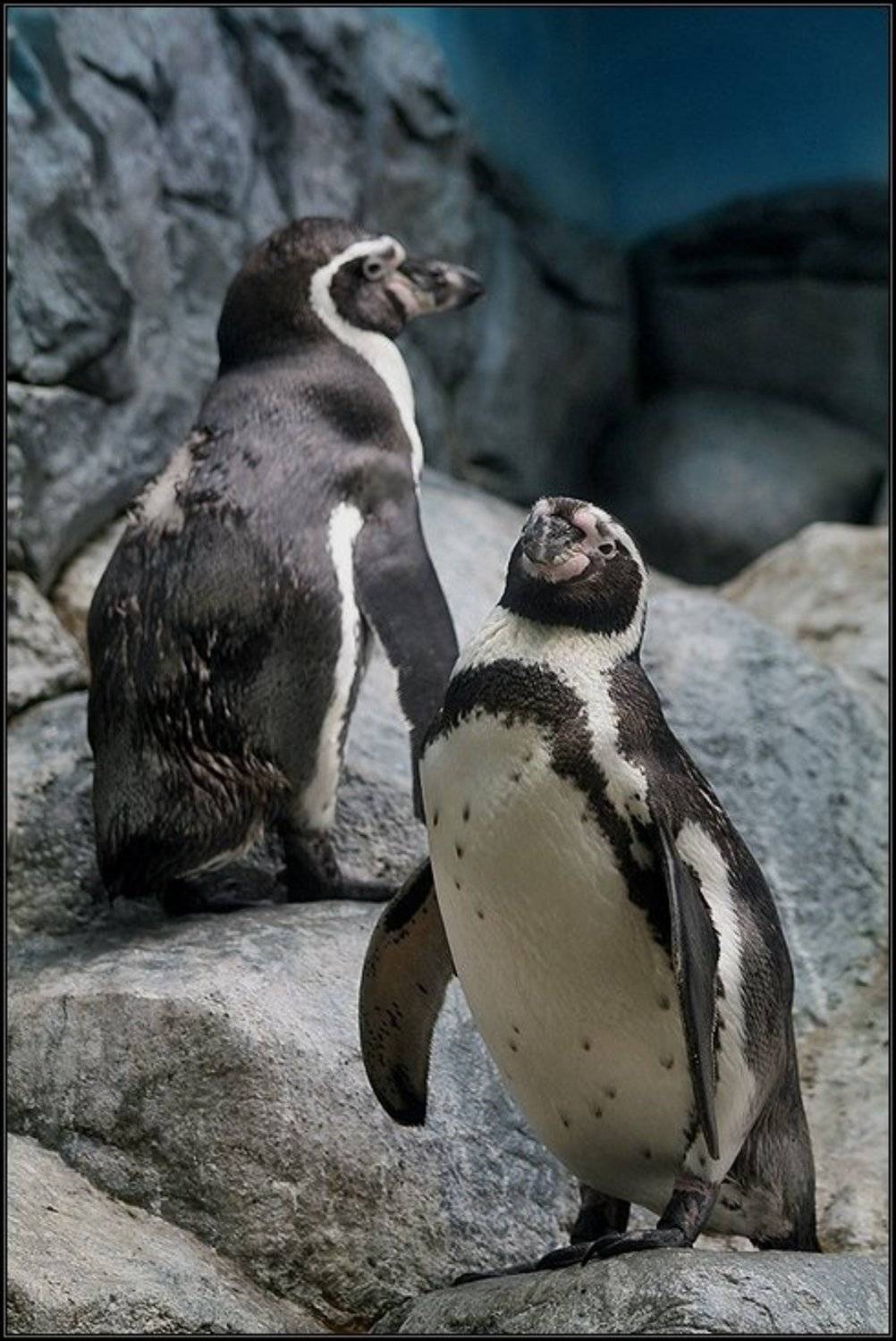 пингвины, зависть, i_go, i_GO