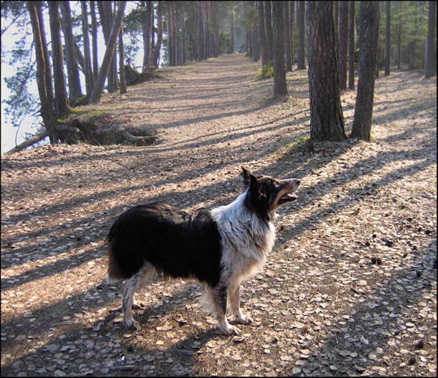 аллея ,собака ,весна, Gret