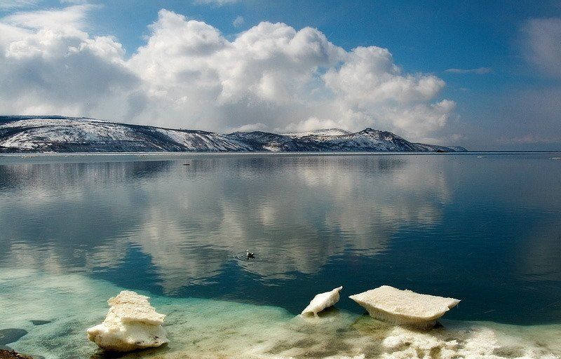 Пейзаж с чайкой про весну