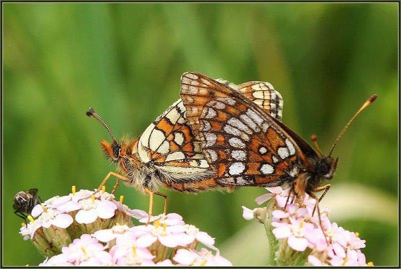 муха, бабочки подглядывающая фото превью
