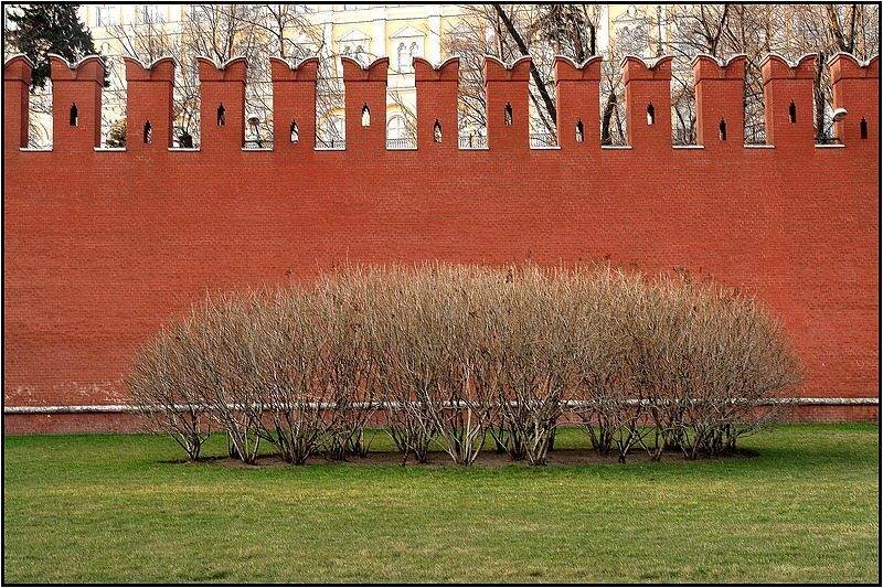 крамль, стена, куст, senjor