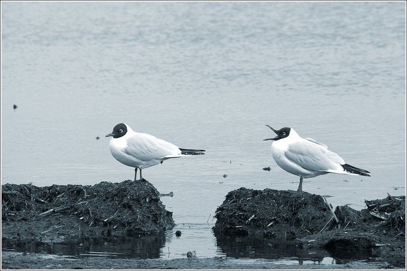 чайка, чайки подвинься!!! фото превью