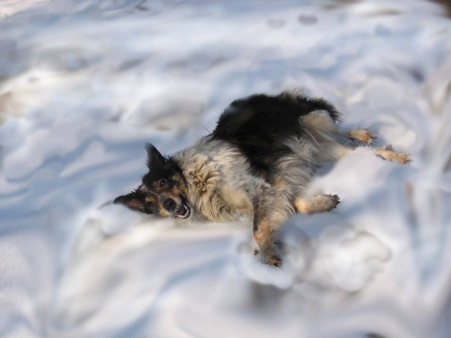 собака,облака , снег, Gret