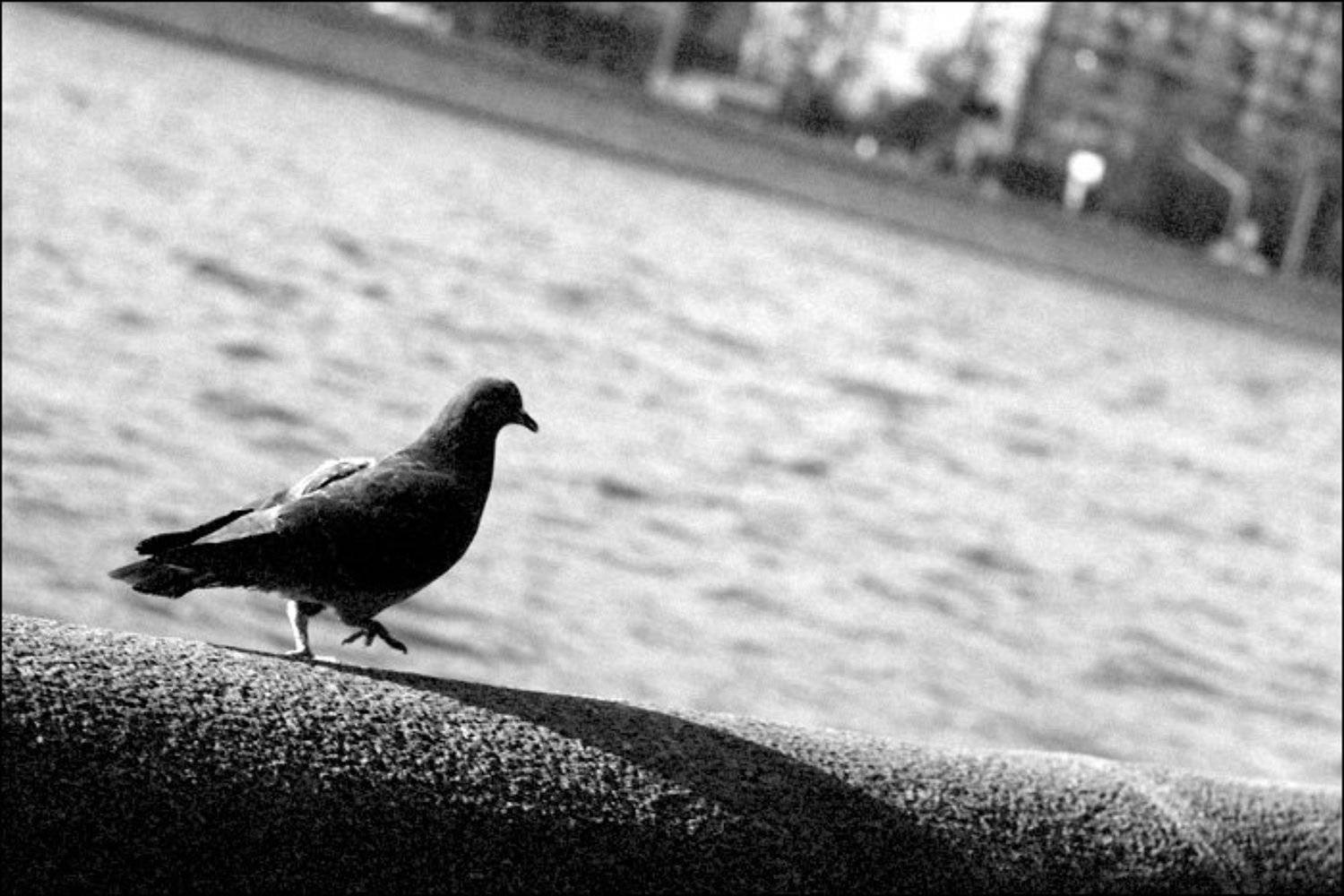 голубь, набережная, Fantom