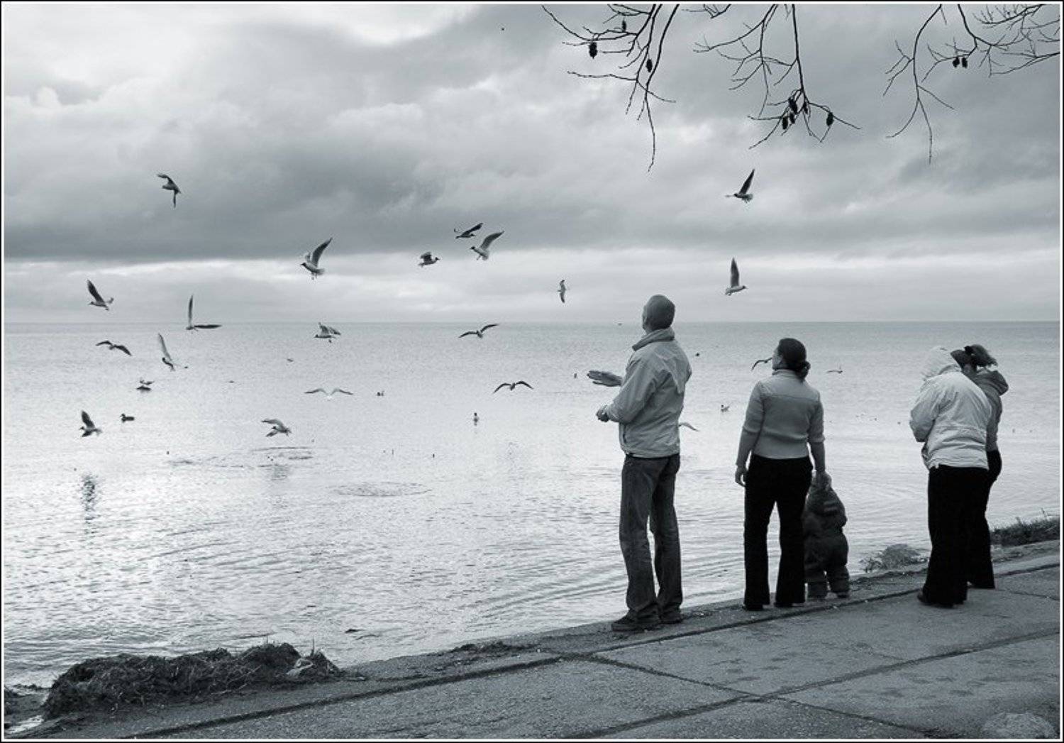 чайка, чайки, молодежное, финский залив, весна,, Братаев Юра