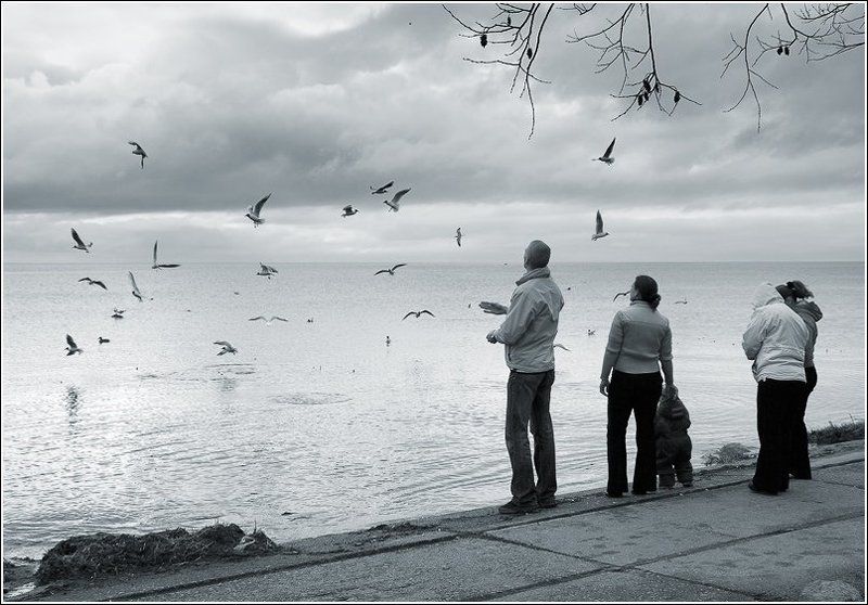 чайка, чайки, молодежное, финский залив, весна,  фото превью