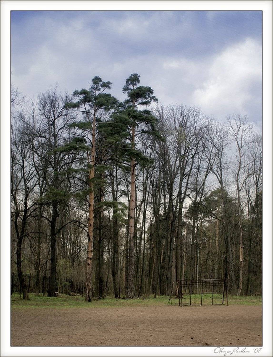 сосны, весна, hdri, покровское-стрешнево, Олеся Ласкова