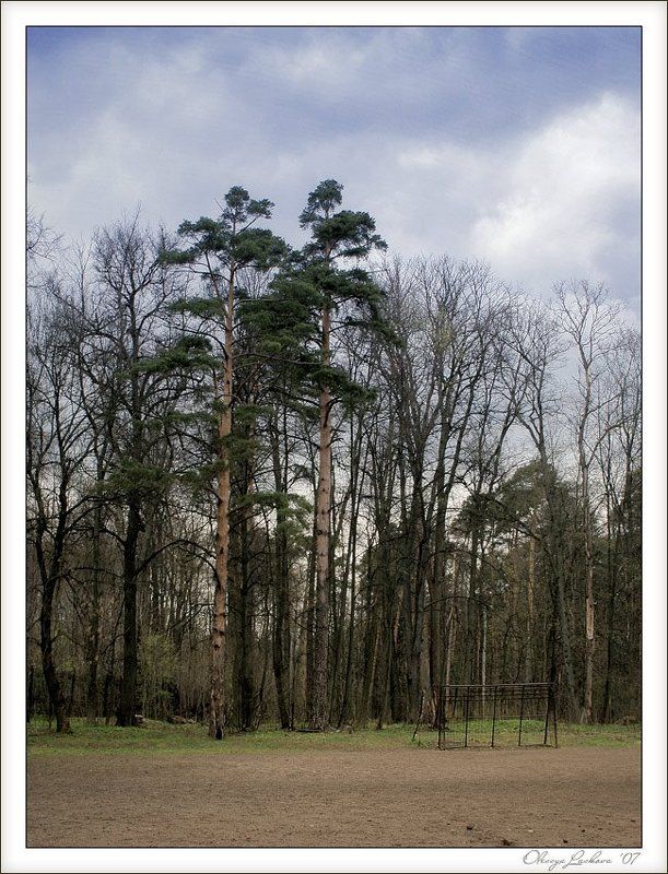 сосны, весна, hdri, покровское-стрешнево фототерапия фото превью