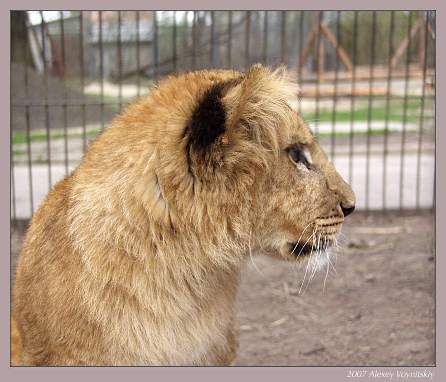 лев лвенок, Алексей Войницкий