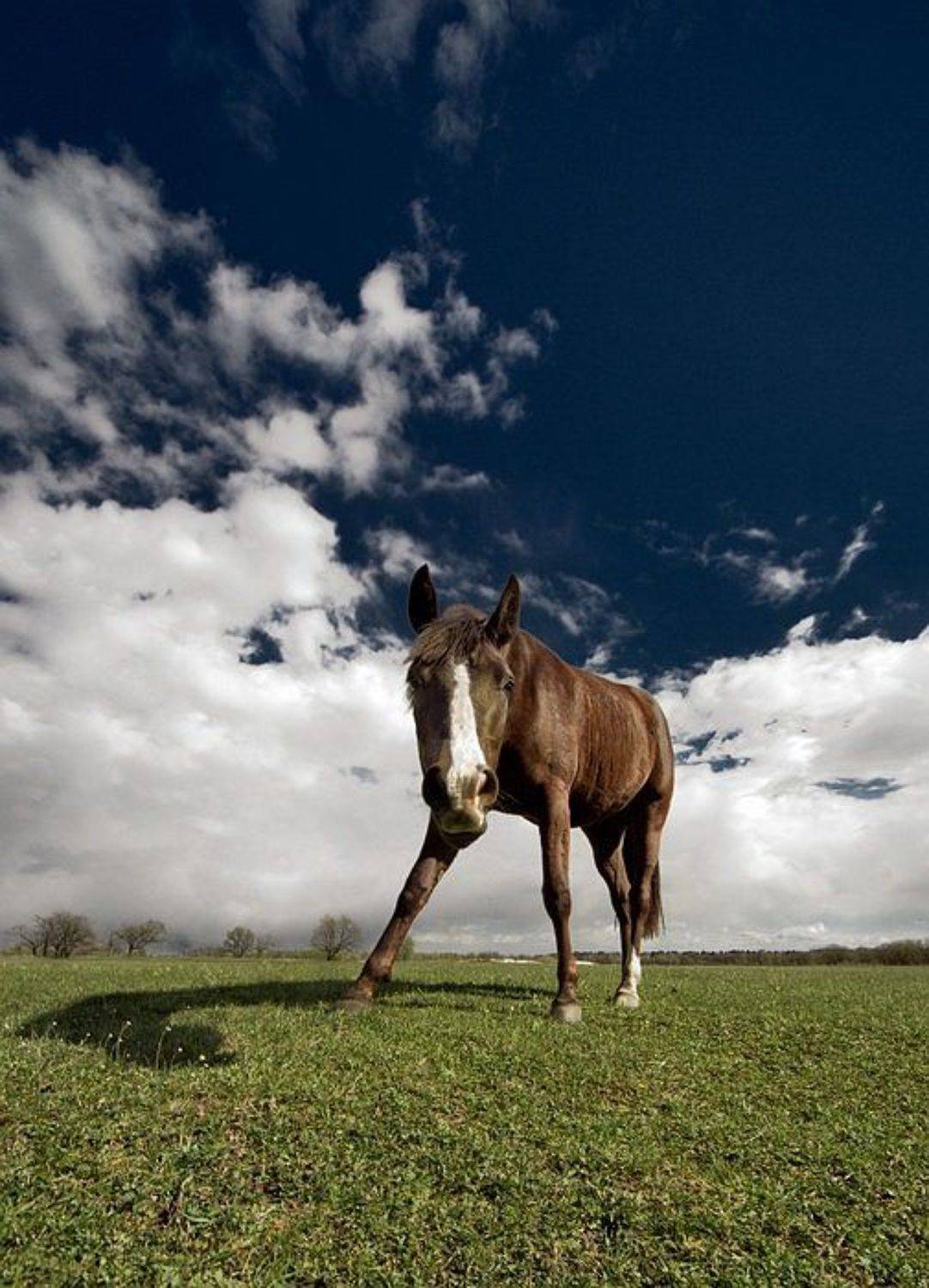 лошадь, понедельник, работа, плохо, Марк Пономаренко