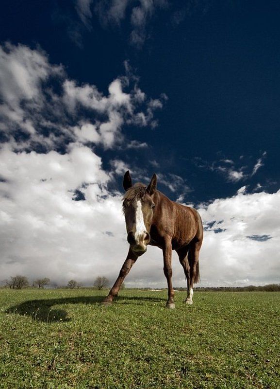 лошадь, понедельник, работа, плохо понедельничная лошадь... фото превью