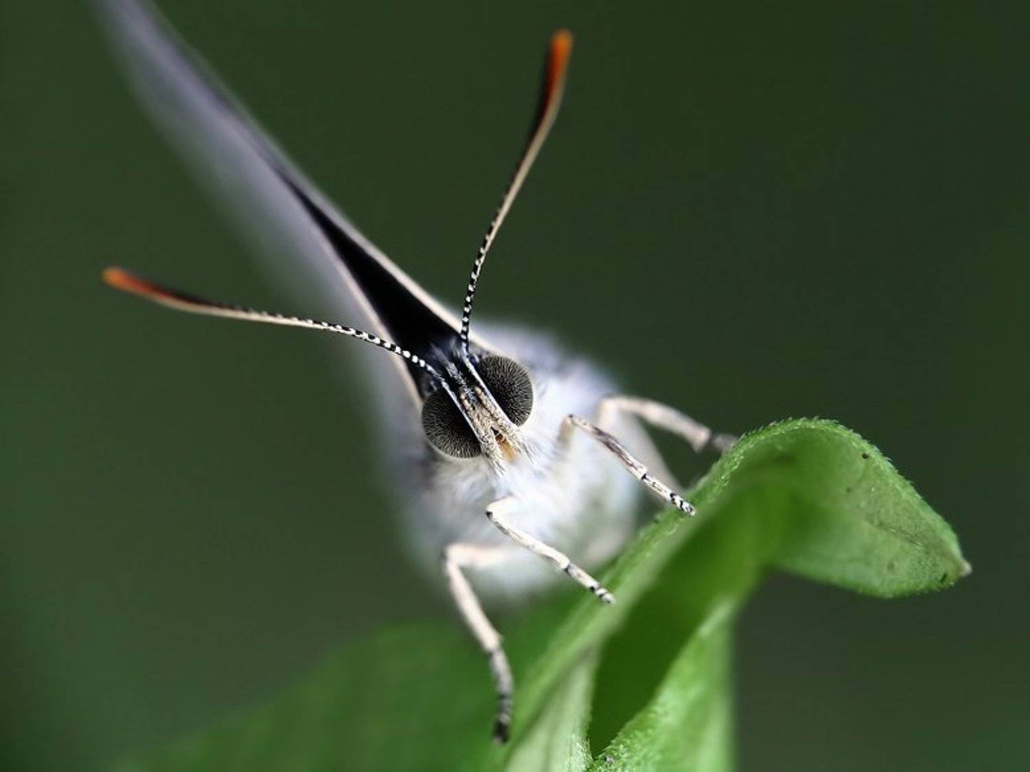 голубянка, Надежда Муравьёва