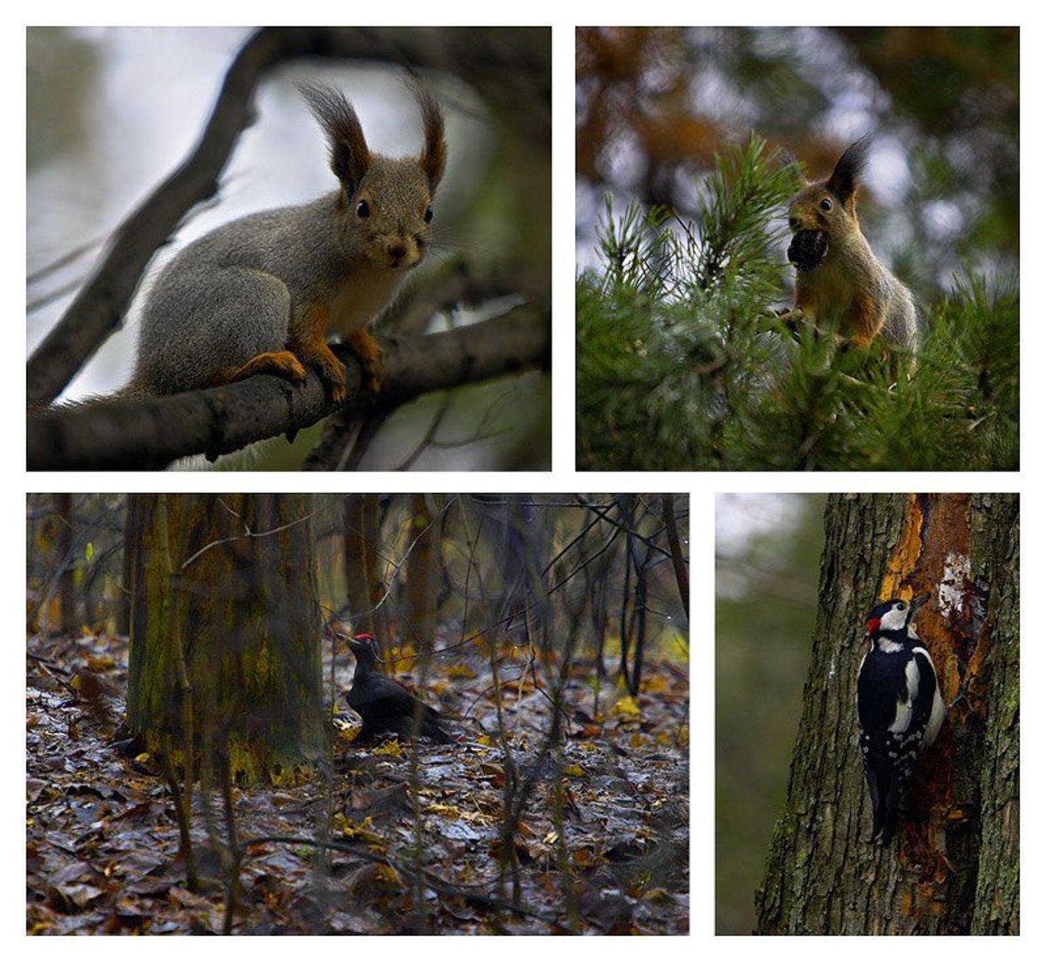 белка, черный дятел, желна, Геннадий Романов