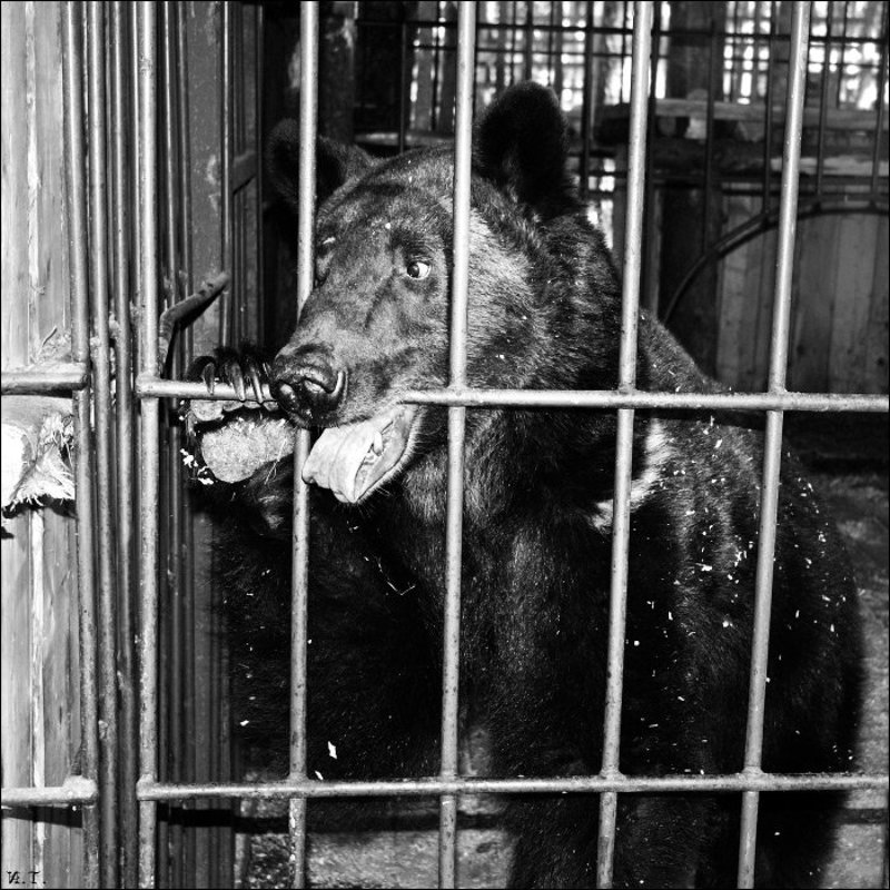 карельский медведь Эк, тяжела подневольная... фото превью