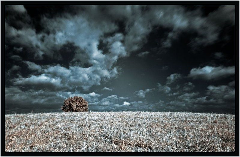 ик инфракрасная infrared дерево минимализм Минимализм фото превью