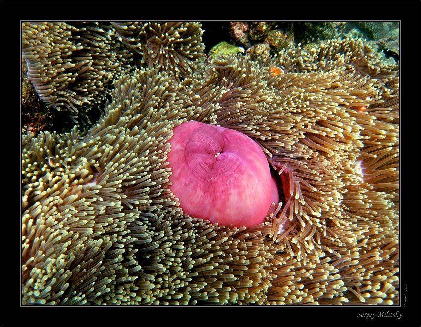 , Сергей Милицкий