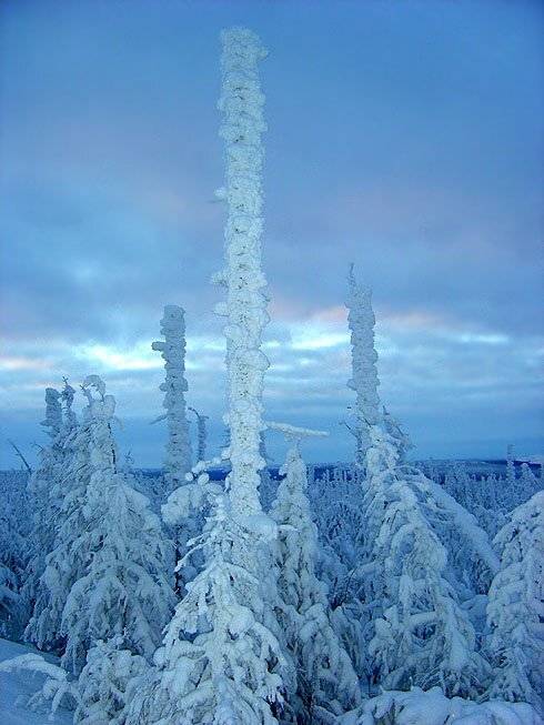 тайга,зима,якутия, Солодухин Виктор