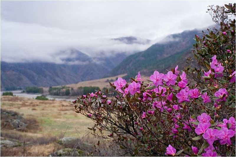 багульник, катунь, алтай катунь весной фото превью