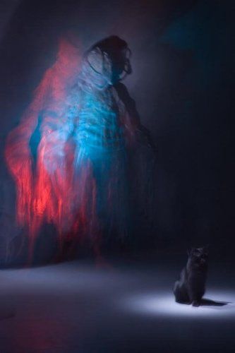 мир людей глазами кошки