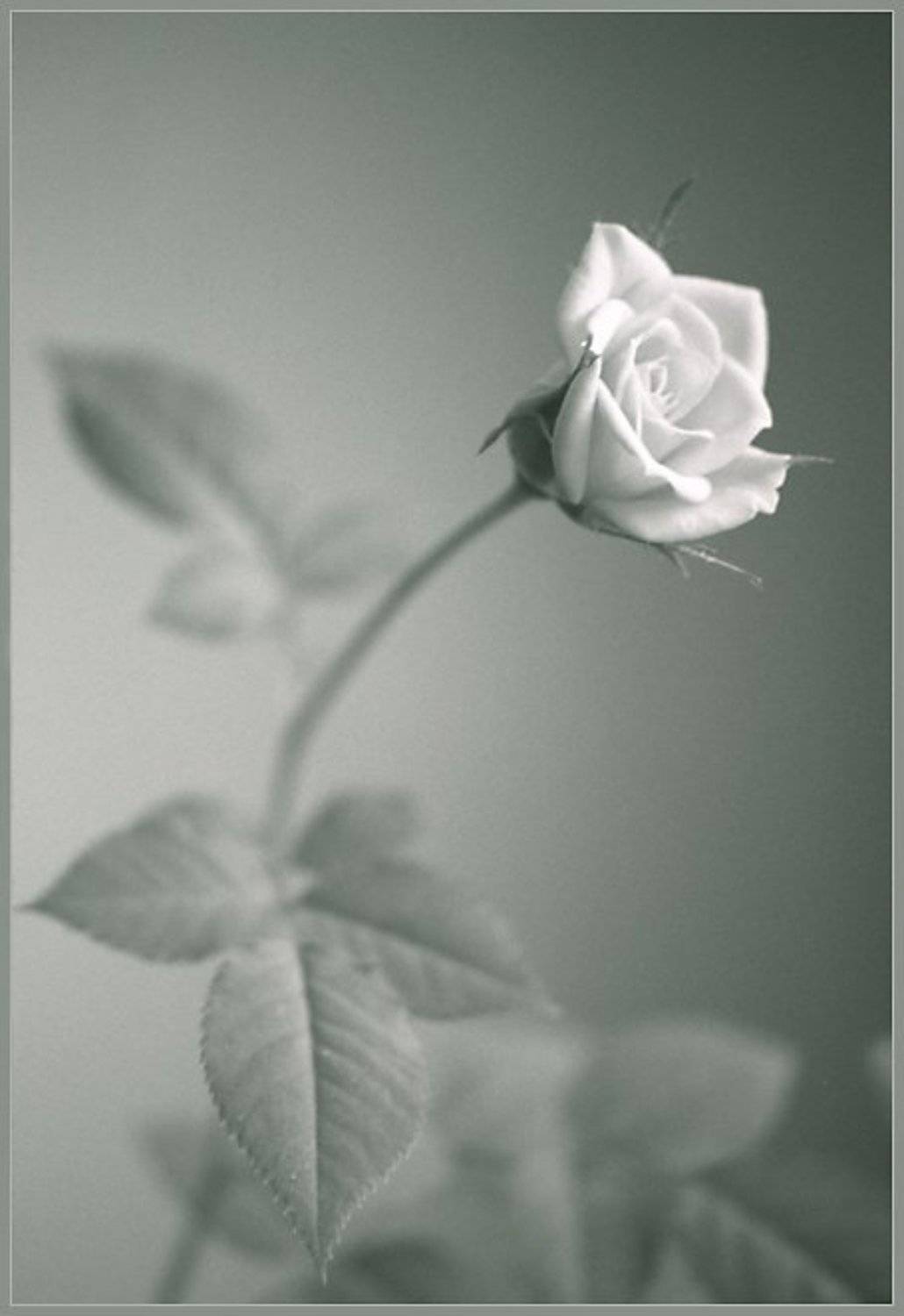 роза, NikOff (Юрий Руднев)