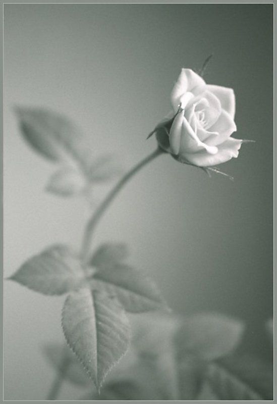 роза Зимняя Роза фото превью